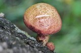 Gymnopilus aeruginosus image