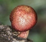 Gymnopilus aeruginosus image