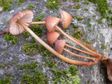 Mycena californiensis image