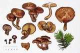 Gymnopilus aeruginosus image