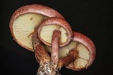 Gymnopilus aeruginosus image