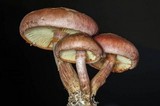 Gymnopilus aeruginosus image