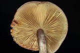 Gymnopilus aeruginosus image