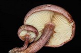 Gymnopilus aeruginosus image