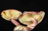 Gymnopilus aeruginosus image