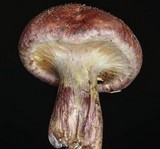 Gymnopilus aeruginosus image