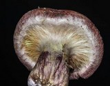 Gymnopilus aeruginosus image