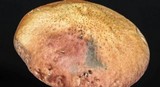 Gymnopilus aeruginosus image