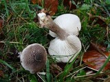 Tricholoma basirubens image