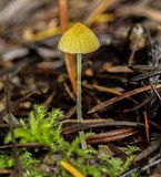 Mycena oregonensis image