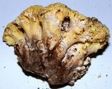 Ramaria rasilispora image