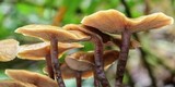 Kuehneromyces lignicola image