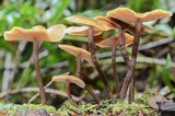 Kuehneromyces lignicola image