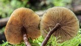 Kuehneromyces lignicola image