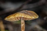 Conocybe vestita image