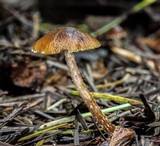 Conocybe vestita image