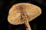 Conocybe vestita image
