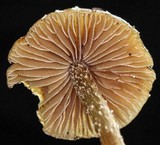 Conocybe vestita image