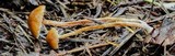 Conocybe vestita image