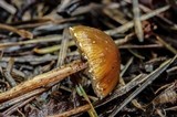 Conocybe vestita image