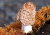 Coprinellus radians image