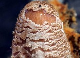 Coprinellus radians image