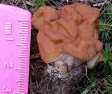 Gyromitra montana image