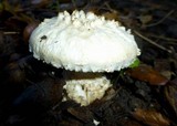 Amanita magniverrucata image