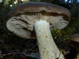 Entoloma ferruginans image
