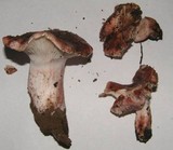 Hygrophorus purpurascens image