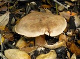 Cortinarius regalis image