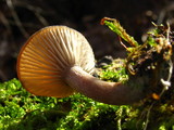 Pseudoclitocybe cyathiformis image