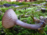 Pseudoclitocybe cyathiformis image
