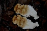 Amanita magniverrucata image
