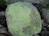 Psilolechia lucida image