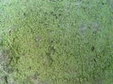 Psilolechia lucida image