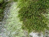 Psilolechia lucida image