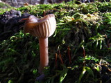 Pseudoclitocybe cyathiformis image
