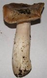 Tricholoma vernaticum image