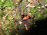 Crepidotus cinnabarinus image