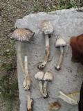 Coprinopsis variegata image