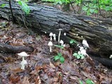 Coprinopsis variegata image