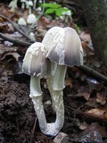 Coprinopsis variegata image