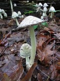 Coprinopsis variegata image