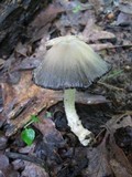Coprinopsis variegata image