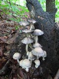 Coprinopsis variegata image