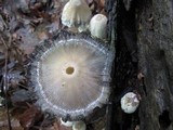 Coprinopsis variegata image