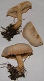 Clitocybe albirhiza image