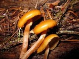 Kuehneromyces lignicola image