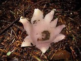 Sarcosphaera coronaria image